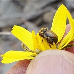 Unidentified at suppressed - 29 Sep 2024