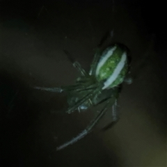 Araneus ginninderranus (Dondale's Orb-weaver) at Surf Beach, NSW - 29 Sep 2024 by Hejor1