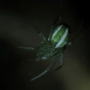 Araneus ginninderranus at Surf Beach, NSW - 29 Sep 2024 06:58 PM