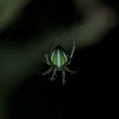 Araneus ginninderranus at Surf Beach, NSW - 29 Sep 2024 06:58 PM