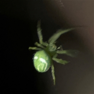 Araneus ginninderranus at Surf Beach, NSW - 29 Sep 2024 06:58 PM