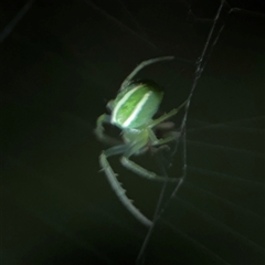 Araneus ginninderranus at Surf Beach, NSW - 29 Sep 2024 06:58 PM