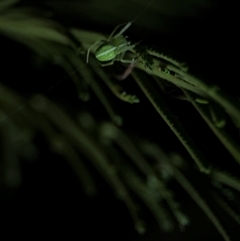 Araneus ginninderranus at Surf Beach, NSW - 29 Sep 2024 06:58 PM