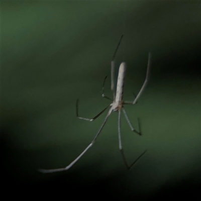 Tetragnatha sp. (genus) at Surf Beach, NSW - 29 Sep 2024 by Hejor1