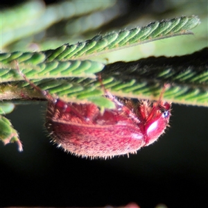 Coleoptera (order) at Surf Beach, NSW - 29 Sep 2024