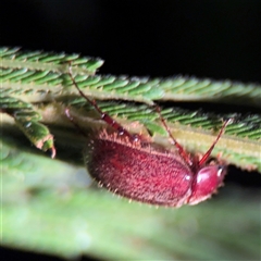 Coleoptera (order) at Surf Beach, NSW - 29 Sep 2024