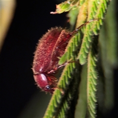 Coleoptera (order) at Surf Beach, NSW - 29 Sep 2024