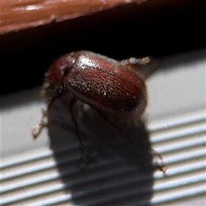 Coleoptera (order) at Surf Beach, NSW - 29 Sep 2024