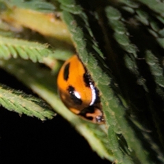 Coelophora inaequalis (Variable Ladybird beetle) at Surf Beach, NSW - 29 Sep 2024 by Hejor1