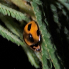 Coelophora inaequalis at Surf Beach, NSW - 29 Sep 2024