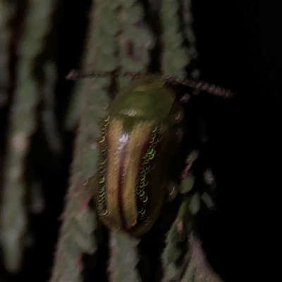 Calomela juncta (Leaf beetle) at Surf Beach, NSW - 29 Sep 2024 by Hejor1