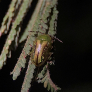 Calomela juncta at Surf Beach, NSW - 29 Sep 2024 07:12 PM