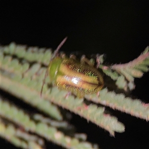 Calomela sp. (genus) at Surf Beach, NSW - 29 Sep 2024