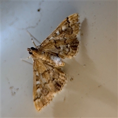 Nacoleia rhoeoalis (A Crambid moth (Spilomelinae) at Surf Beach, NSW - 29 Sep 2024 by Hejor1
