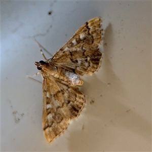 Nacoleia rhoeoalis at Surf Beach, NSW - 29 Sep 2024 07:28 PM