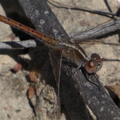 Diplacodes bipunctata (Wandering Percher) at Ngunnawal, ACT - 29 Sep 2024 by SteveBorkowskis