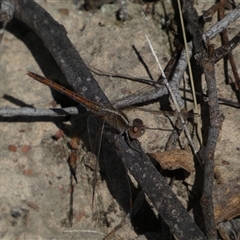 Diplacodes bipunctata at Ngunnawal, ACT - 29 Sep 2024