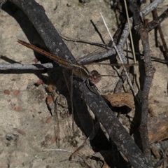 Diplacodes bipunctata at Ngunnawal, ACT - 29 Sep 2024