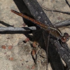 Diplacodes bipunctata at Ngunnawal, ACT - 29 Sep 2024