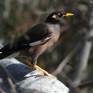 Acridotheres tristis at Ngunnawal, ACT - 29 Sep 2024