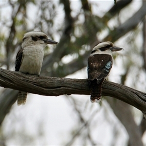 Dacelo novaeguineae (Laughing Kookaburra) at Rutherglen, VIC by PaulF