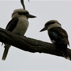 Dacelo novaeguineae at Rutherglen, VIC - 29 Sep 2024