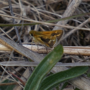 Taractrocera papyria at Ngunnawal, ACT - 29 Sep 2024