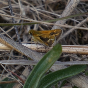 Taractrocera papyria at Ngunnawal, ACT - 29 Sep 2024 03:07 PM