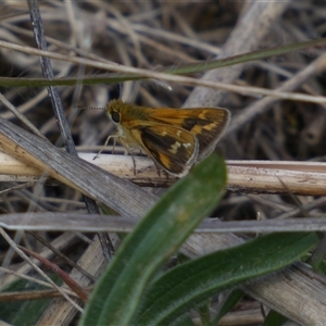 Taractrocera papyria at Ngunnawal, ACT - 29 Sep 2024