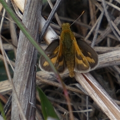 Taractrocera papyria at Ngunnawal, ACT - 29 Sep 2024