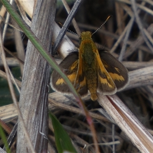 Taractrocera papyria at Ngunnawal, ACT - 29 Sep 2024