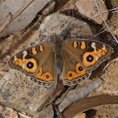 Junonia villida (Meadow Argus) at Ngunnawal, ACT - 29 Sep 2024 by SteveBorkowskis