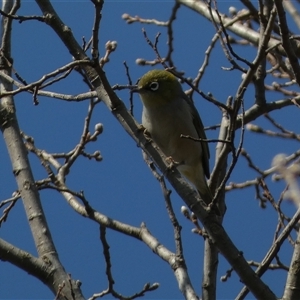 Zosterops lateralis at Jerrabomberra, NSW - 27 Sep 2024