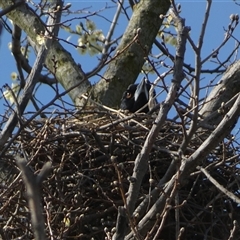 Gymnorhina tibicen at Jerrabomberra, NSW - 27 Sep 2024