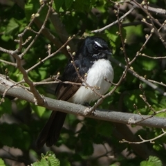 Rhipidura leucophrys (Willie Wagtail) at Jerrabomberra, NSW - 27 Sep 2024 by SteveBorkowskis