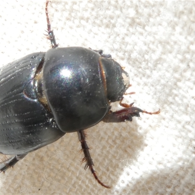 Heteronychus arator (African black beetle) at Belconnen, ACT - 29 Sep 2024 by JohnGiacon