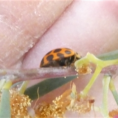 Harmonia conformis (Common Spotted Ladybird) at Belconnen, ACT - 29 Sep 2024 by JohnGiacon