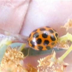 Harmonia conformis at Belconnen, ACT - 29 Sep 2024 01:13 PM