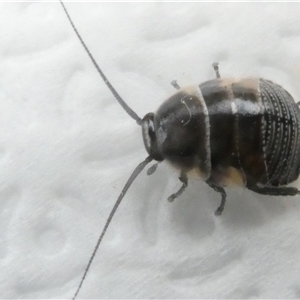 Ellipsidion australe at Belconnen, ACT - 29 Sep 2024