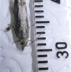 Strepsicrates macropetana at Belconnen, ACT - 29 Sep 2024 08:03 PM