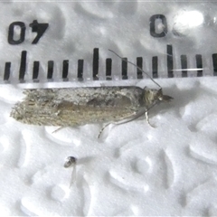 Strepsicrates macropetana at Belconnen, ACT - 29 Sep 2024 08:03 PM