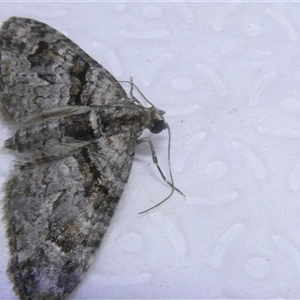 Phrissogonus laticostata at Belconnen, ACT - 29 Sep 2024