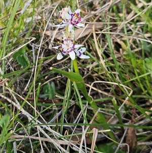 Wurmbea dioica subsp. dioica at Hawker, ACT - 28 Sep 2024