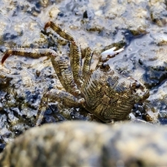 Leptograpsus variegatus at Moruya, NSW - 12 Sep 2024 by LisaH