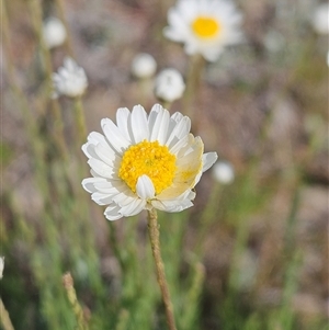 Rhodanthe anthemoides at Whitlam, ACT - 28 Sep 2024 02:50 PM