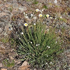 Rhodanthe anthemoides at Whitlam, ACT - 28 Sep 2024 02:50 PM