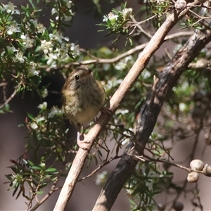 Acanthiza lineata at Moruya, NSW - 28 Sep 2024