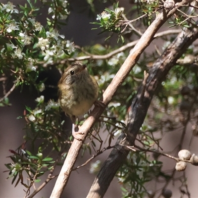 Acanthiza lineata (Striated Thornbill) at Moruya, NSW - 28 Sep 2024 by LisaH