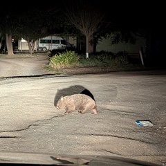 Vombatus ursinus (Bare-nosed Wombat) at Kambah, ACT - 29 Sep 2024 by HelenCross