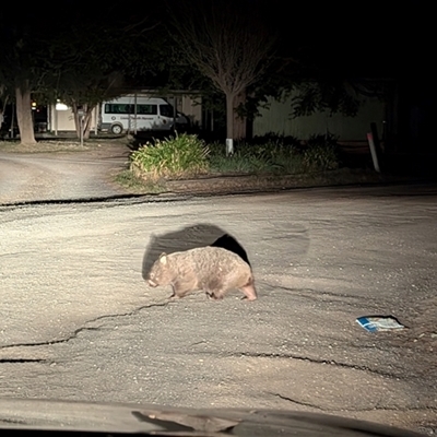 Vombatus ursinus (Common wombat, Bare-nosed Wombat) at Kambah, ACT - 29 Sep 2024 by HelenCross